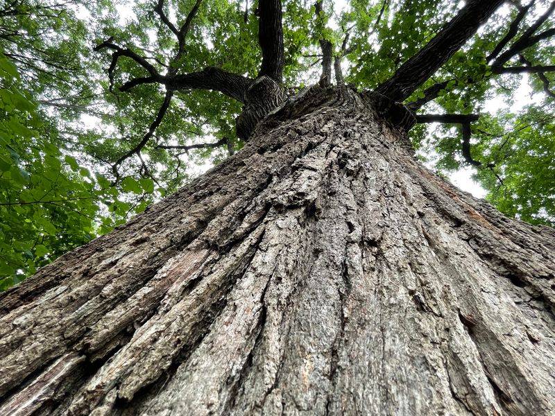 Standing Beside a Tree That Predates Indiana Standing Beside a Tree That Predates Indiana