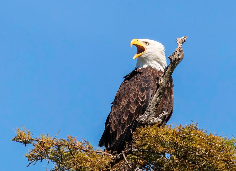 Keep an Eye Out for Eagles and Other Wildlife