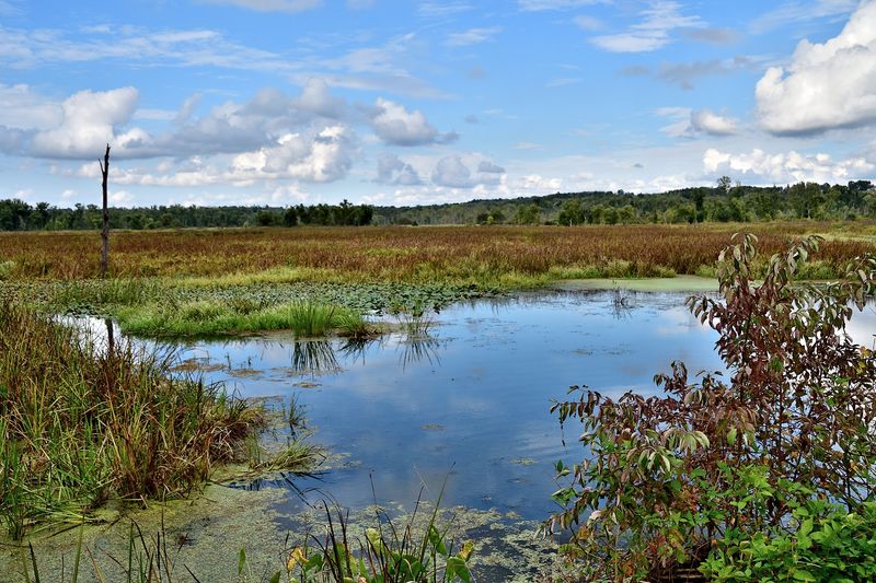 Killbuck Marsh Wildlife Area, Shreve