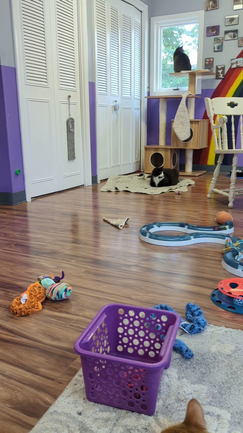 Kzoo Cat Cafe and Rescue - Kalamazoo Kzoo Cat Cafe and Rescue - Kalamazoo