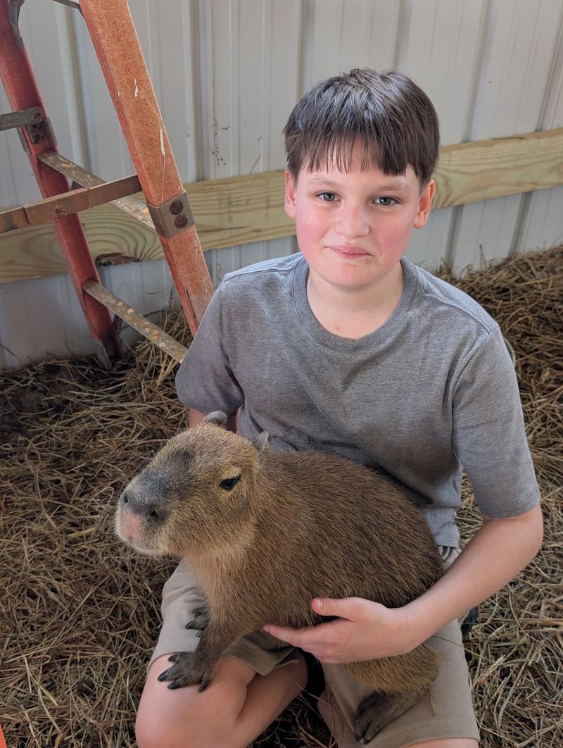 Capybara Encounters That Feel Like Meeting A Celebrity