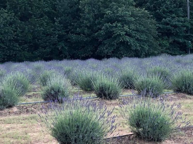 Lavender Ridge Farms & Café (Gainesville)