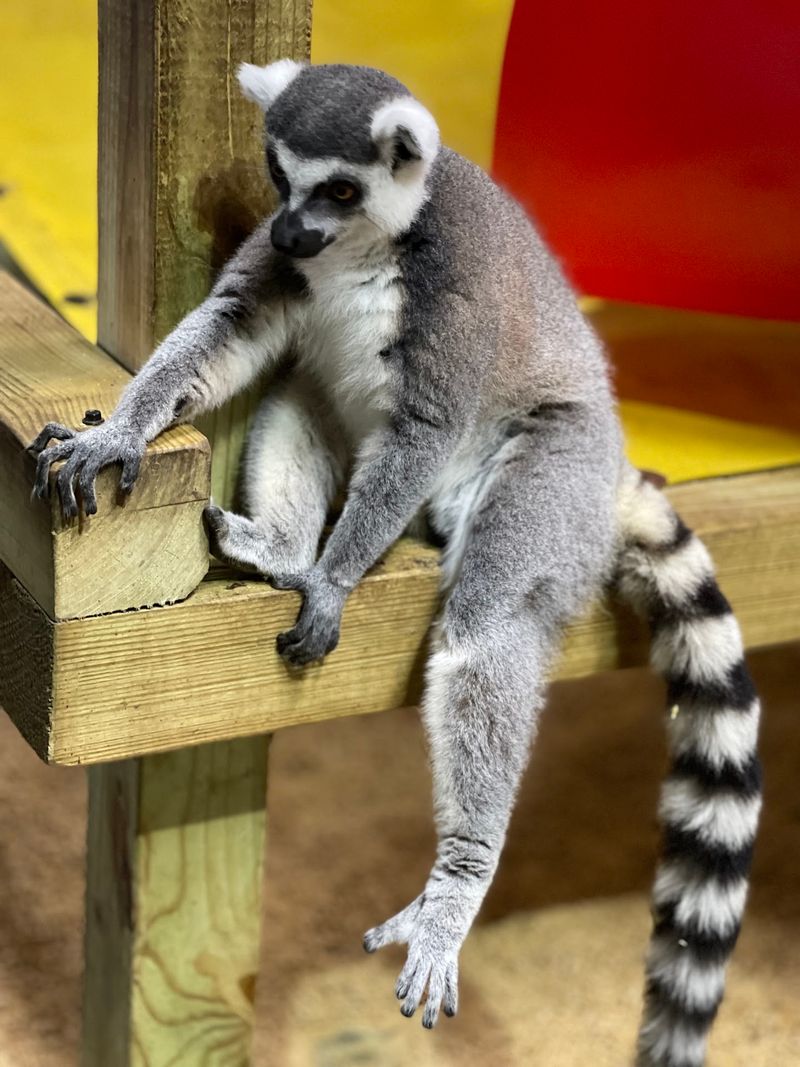 Lemurs and Dingos Bring the Biggest Smiles Lemurs and Dingos Bring the Biggest Smiles