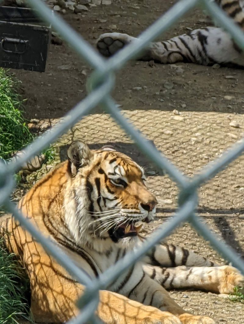 Lions, Tigers, Bears, and Other Wild Residents Steal the Show Lions, Tigers, Bears, and Other Wild Residents Steal the Show