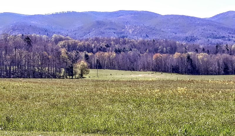 Historic Cranberry Bogs Thrive in the Cool Climate