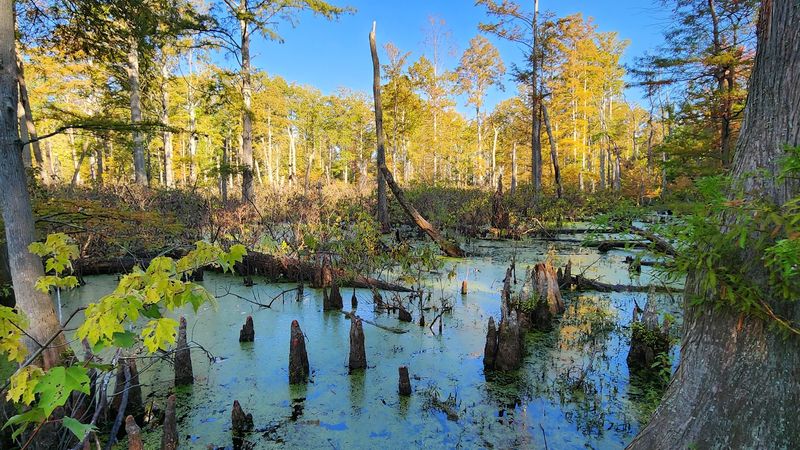 Twin Swamps Nature Preserve Twin Swamps Nature Preserve