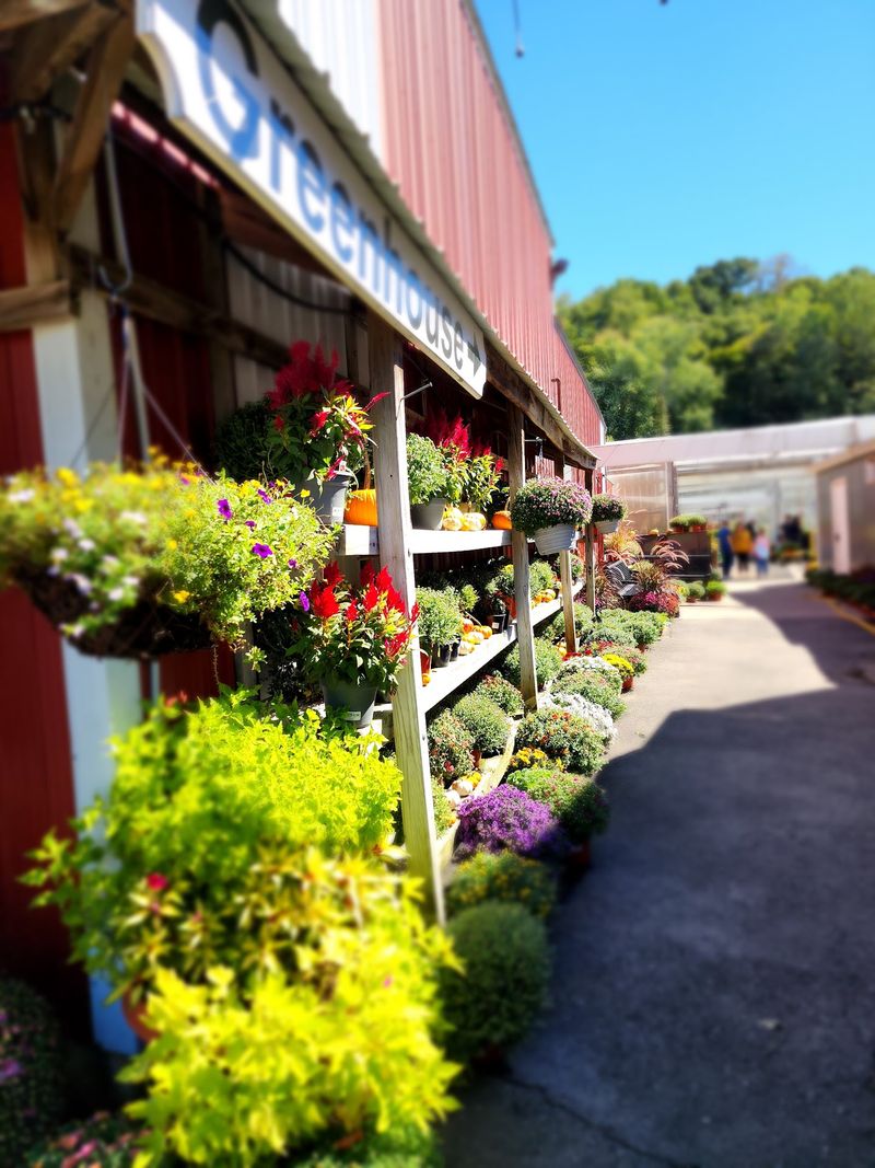 Mackey's Orchard - Belvidere Mackey's Orchard - Belvidere