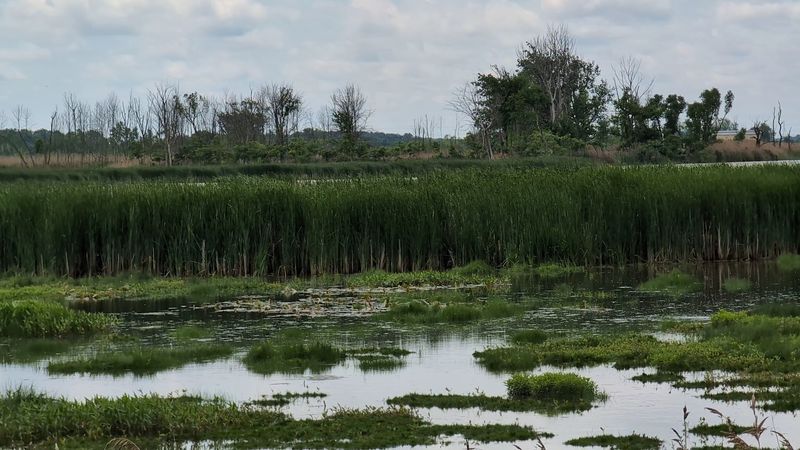 Marsh Pools Feed Tired Travelers Marsh Pools Feed Tired Travelers
