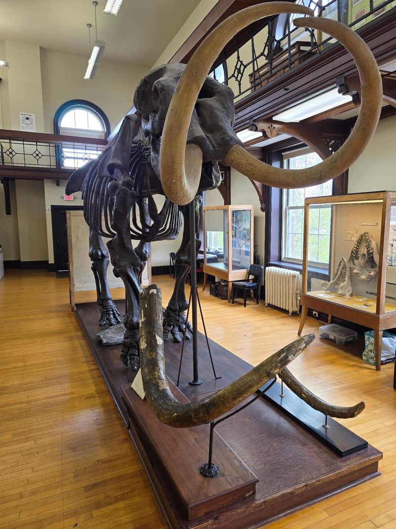 Meet Manny the Mastodon