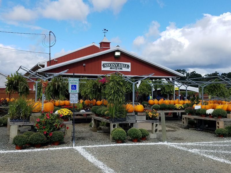 Meet Stony Hill Farms in Charming Chester Meet Stony Hill Farms in Charming Chester