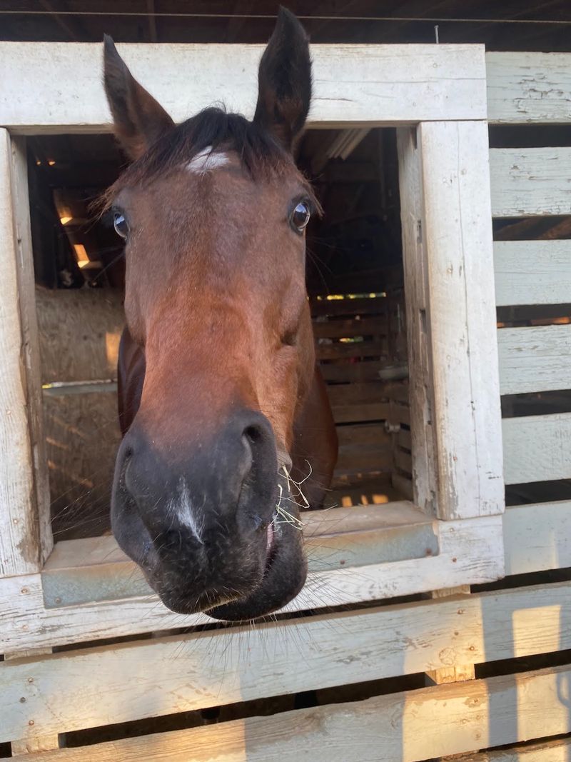 Meet the Horses Who Found a Safer Home