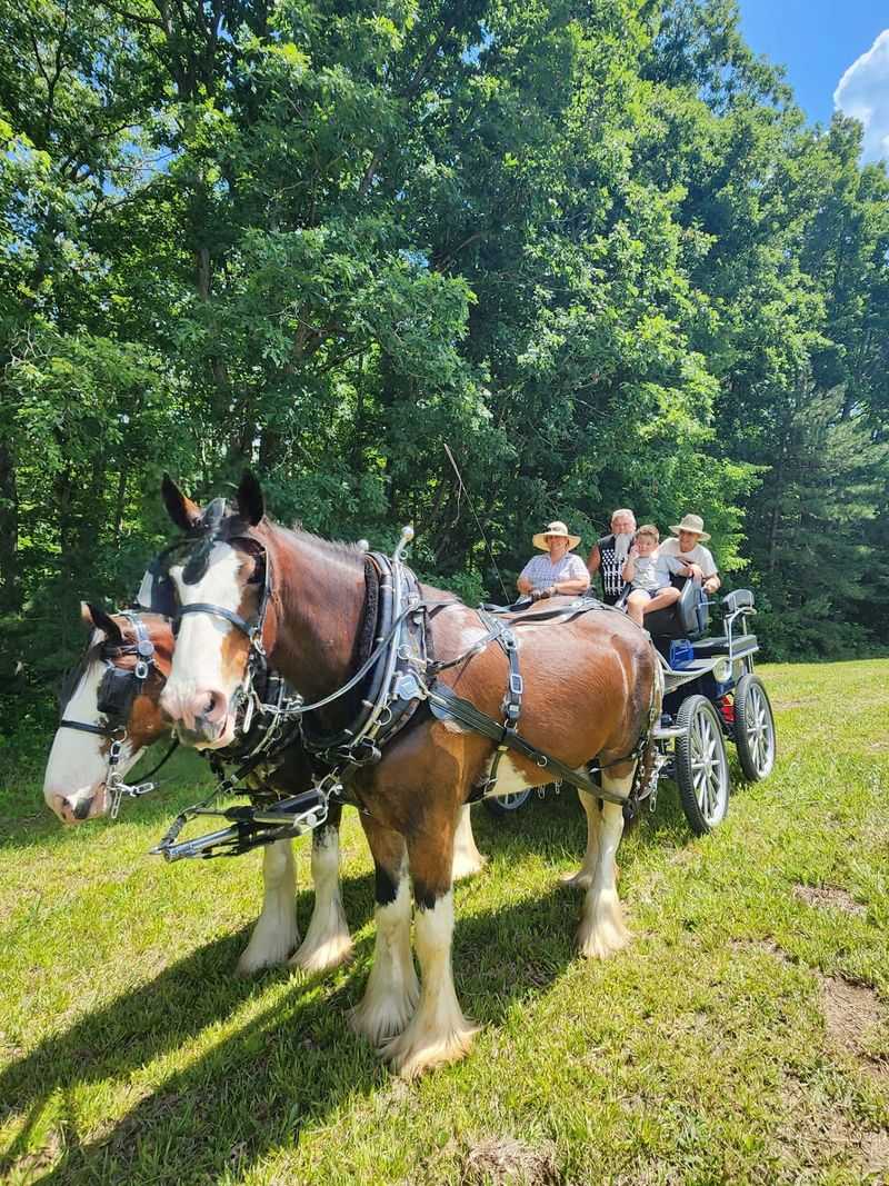 Meet the Majestic Clydesdales Behind the Carriage Rides