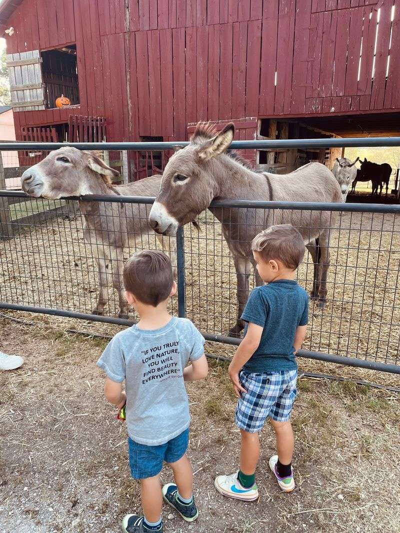 Meet the Rescue Animals Who Call This Place Home