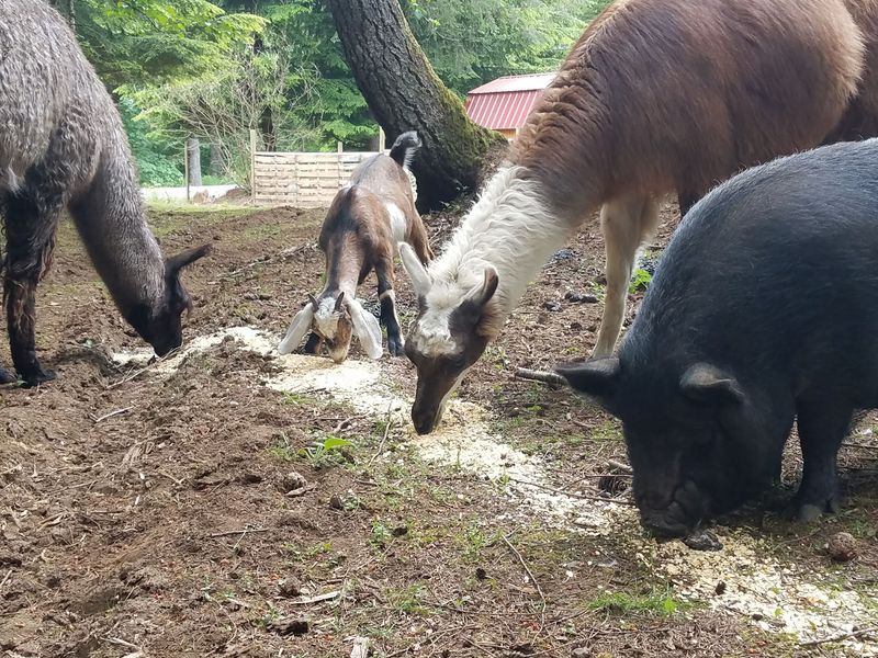 Meet the Rescued Pigs, Llamas, Goats, and Cows Who Call It Home Meet the Rescued Pigs, Llamas, Goats, and Cows Who Call It Home
