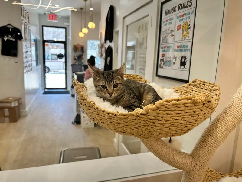 Meow Parlour - 43 Essex St, New York, NY 10002