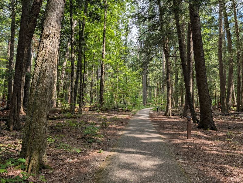 Minutes From Hartwick Pines, Yet Not Stuck in Park-Only Mode Minutes From Hartwick Pines, Yet Not Stuck in Park-Only Mode