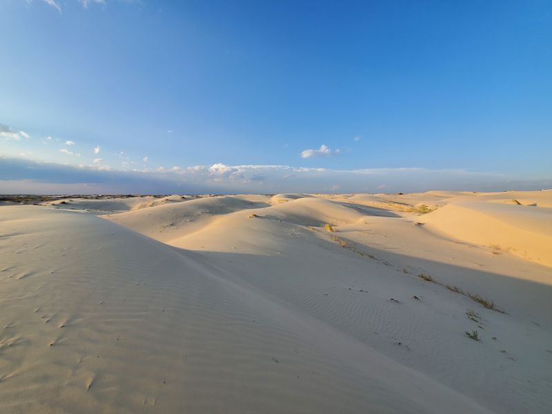 Monahans Sandhills State Park (Monahans)
