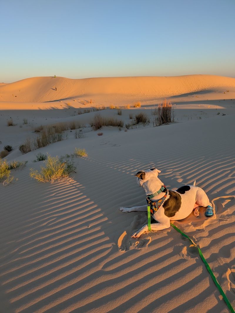 Monahans Sandhills State Park (Monahans)
