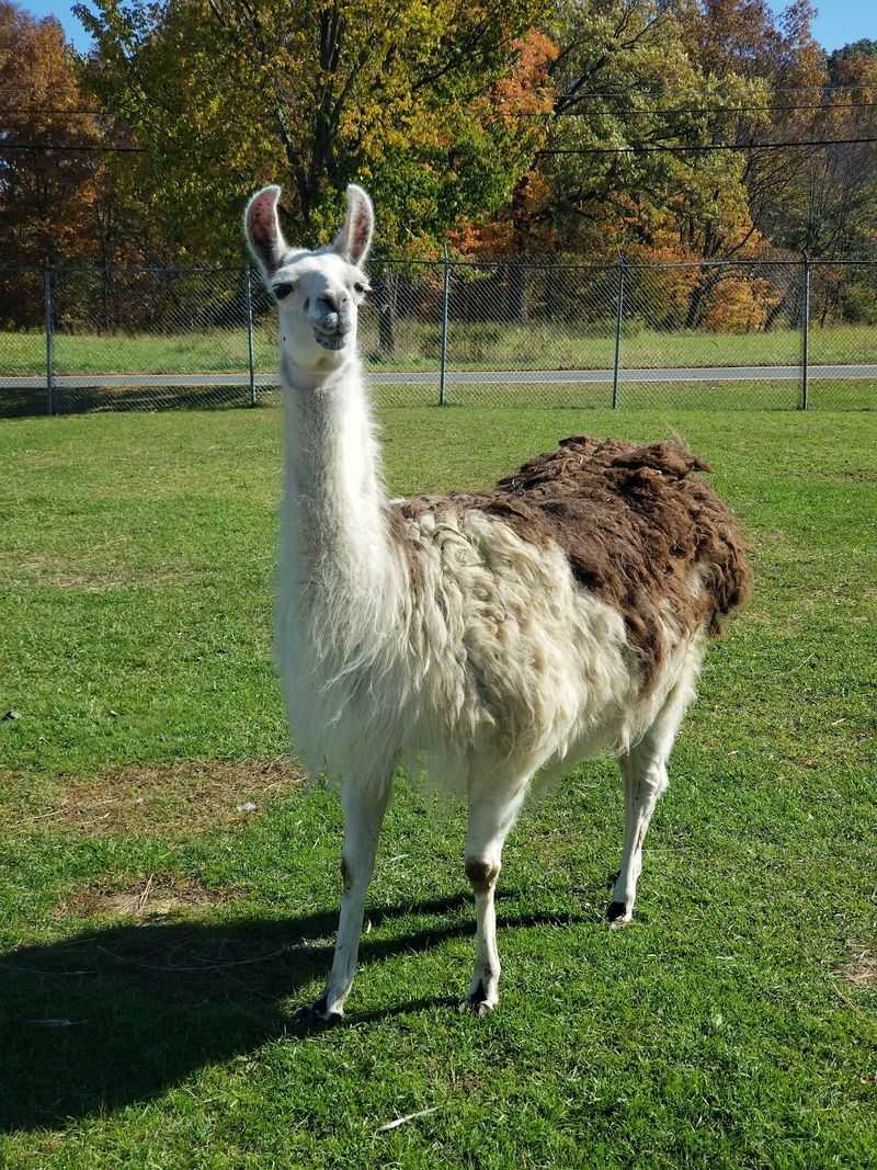 More Than 500 Animals Roam Across the Sprawling Zoo More Than 500 Animals Roam Across the Sprawling Zoo