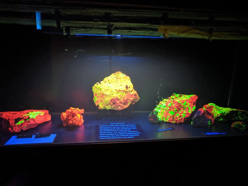More Than Dinosaur Bones and Ancient Fossils
