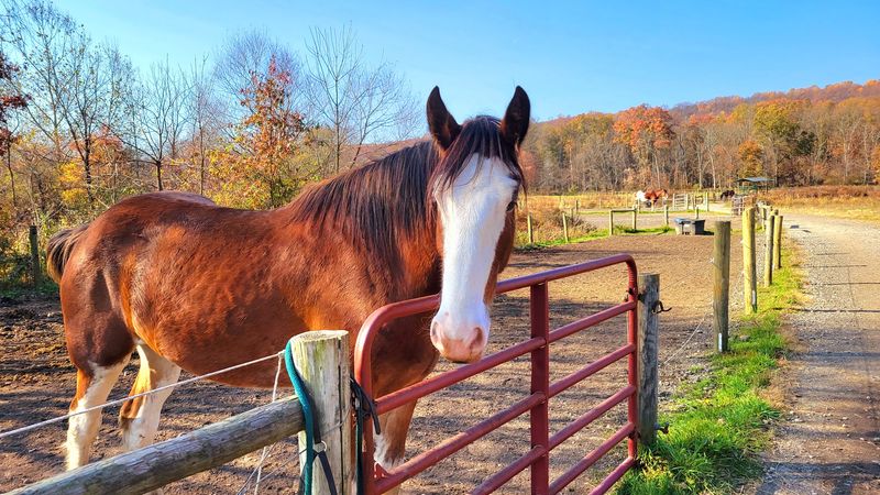 More Than Thirty Gentle Giants Call This Historic Farm Home