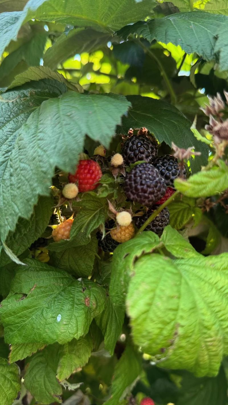 More than one berry, more fun More than one berry, more fun