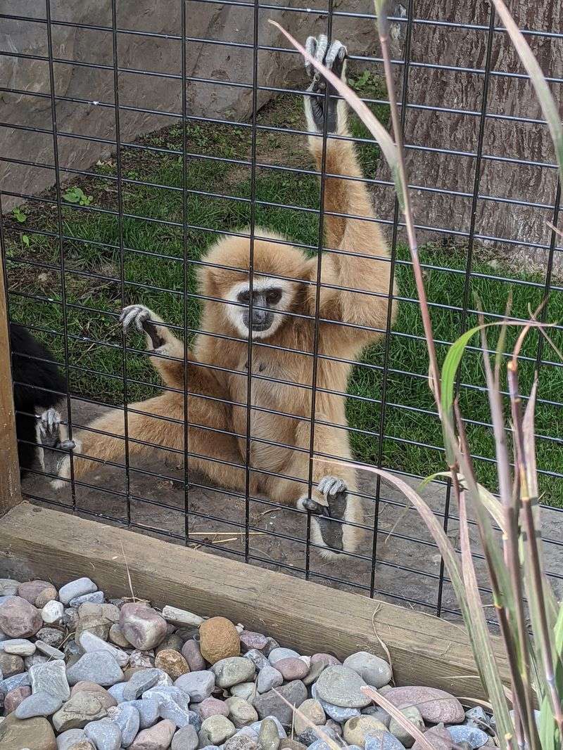 Morning Visits Give You The Best Chance For Active Animals