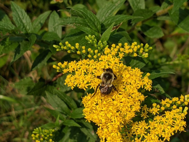 Native Plants Add Color and Purpose Native Plants Add Color and Purpose