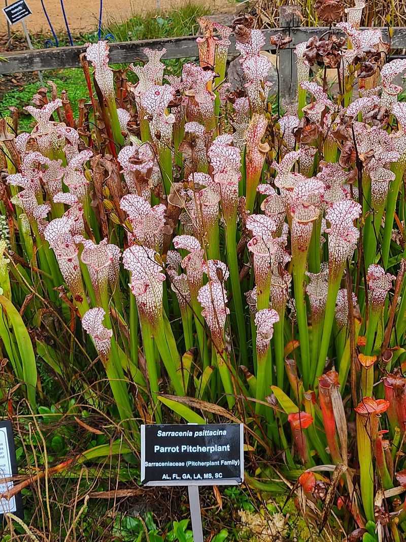 Native Plants Tell the Story of the State Native Plants Tell the Story of the State