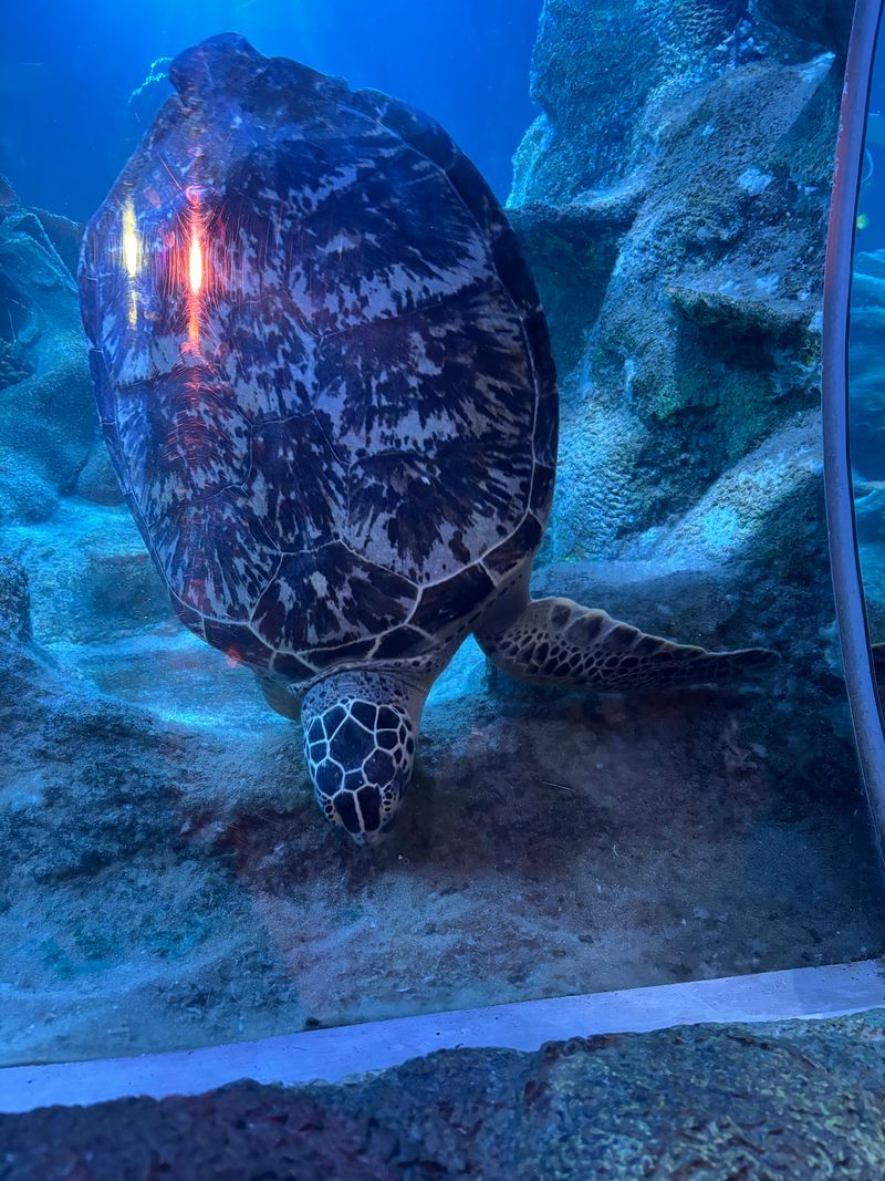 Neptune the Green Sea Turtle Steals the Show Neptune the Green Sea Turtle Steals the Show