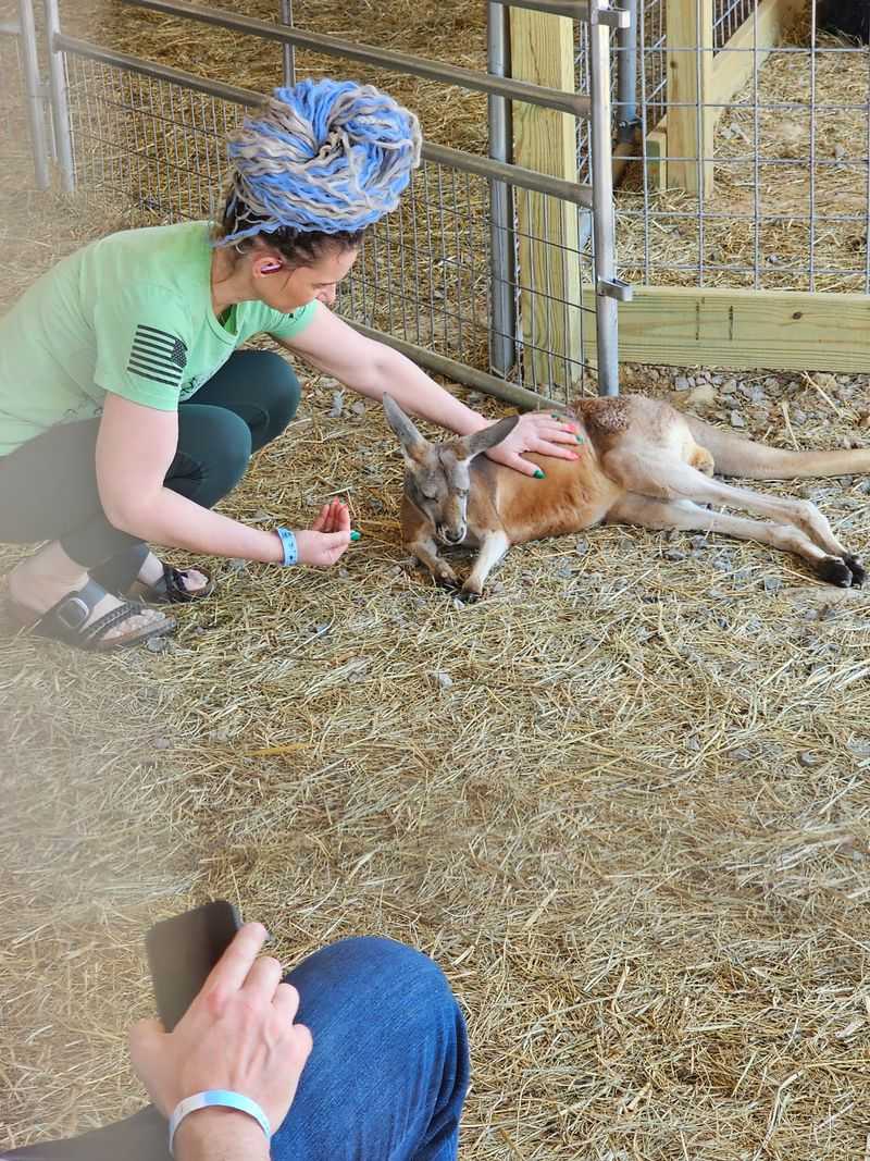 Farm Animals You Can Actually Touch And Feed