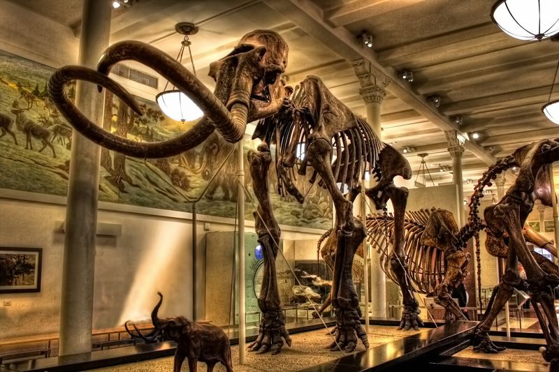 Old bones become motion-filled stories through smart displays Old bones become motion-filled stories through smart displays