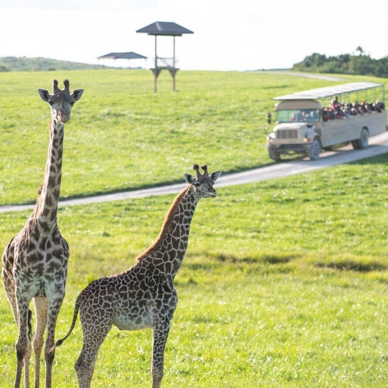 Open-air safari adds the wow factor Open-air safari adds the wow factor