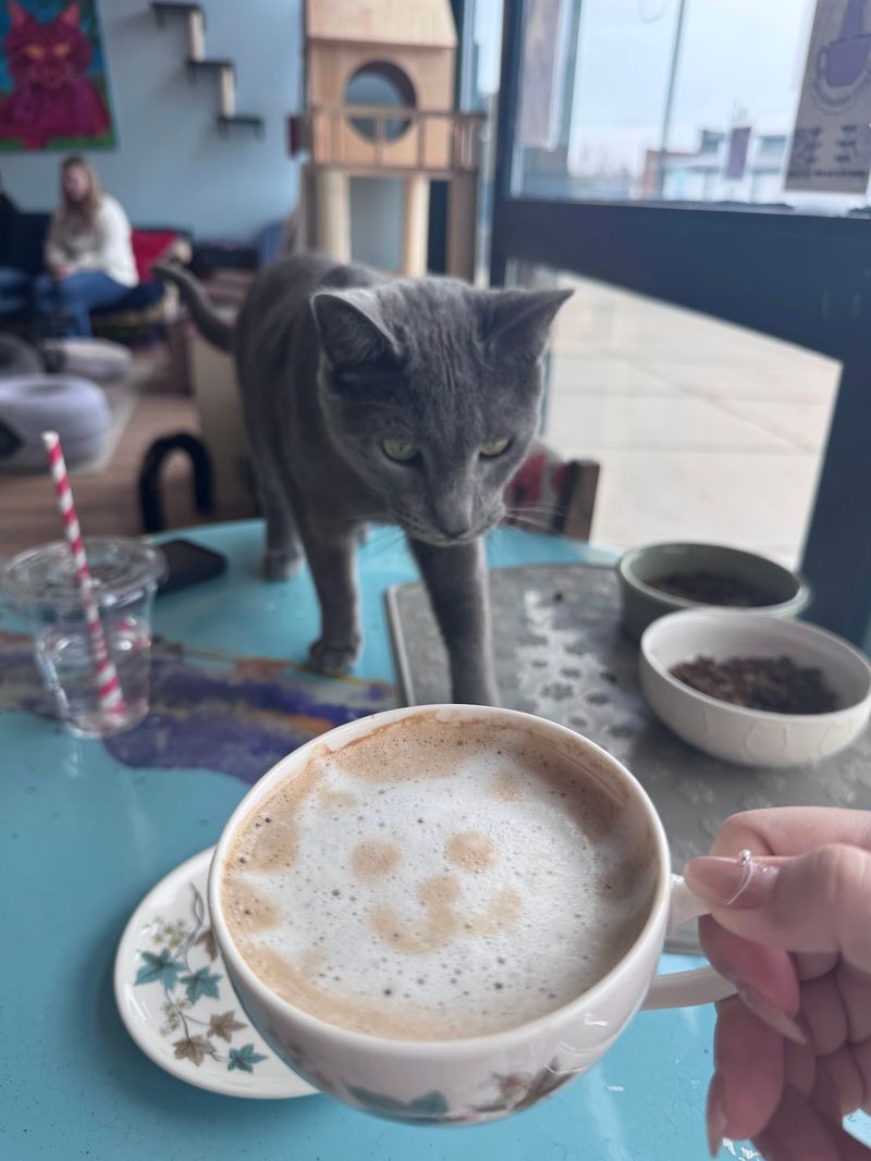 Pawsitivitea CNY Cafe and Cat Lounge - 2100 Park St, Syracuse, NY 13208
