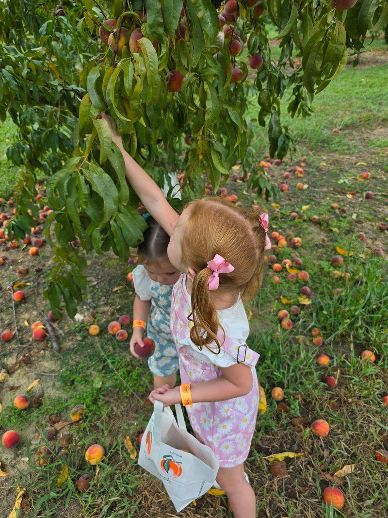 Peach Picking Feels Like Summer in Your Hands