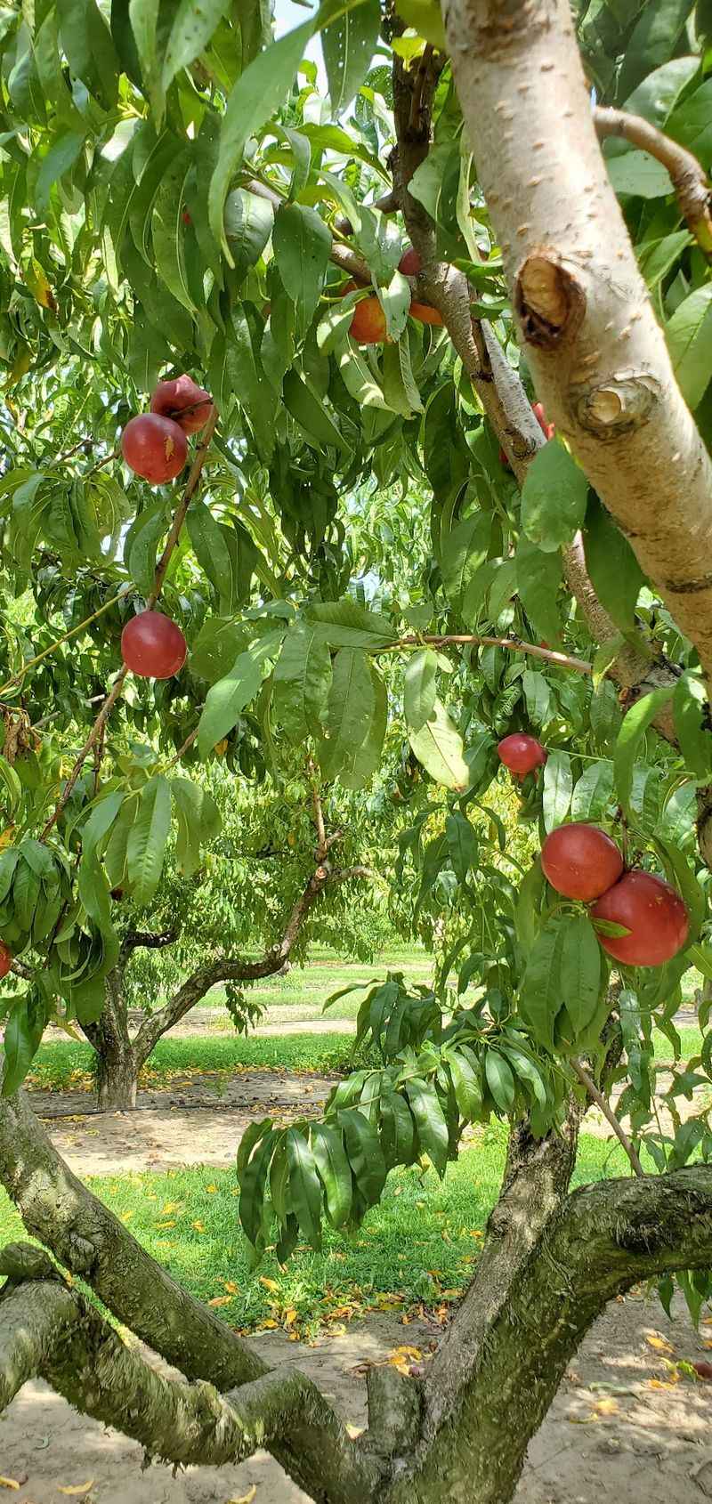 Peaches, Sweet Corn, Tomatoes, and Watermelon Fill the Summer Harvest