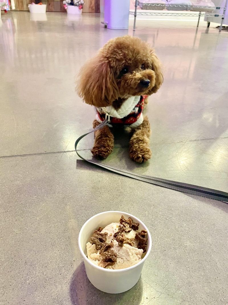 Peanut Butter Scoops That Get Pup Approval Peanut Butter Scoops That Get Pup Approval