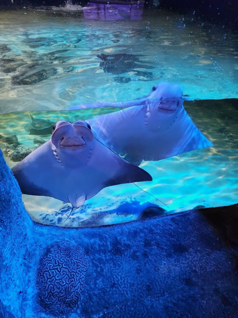 Penguins, Sharks, and Aquarium Surprises Penguins, Sharks, and Aquarium Surprises
