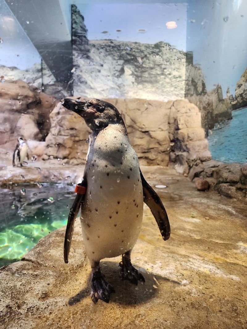 Penguins Steal The Spotlight In The Best Way