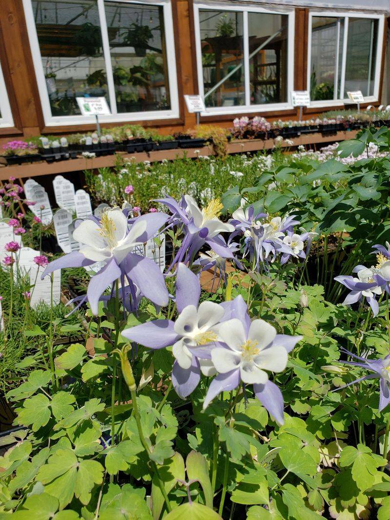 Perennials For Gardens That Come Back Year After Year Perennials For Gardens That Come Back Year After Year