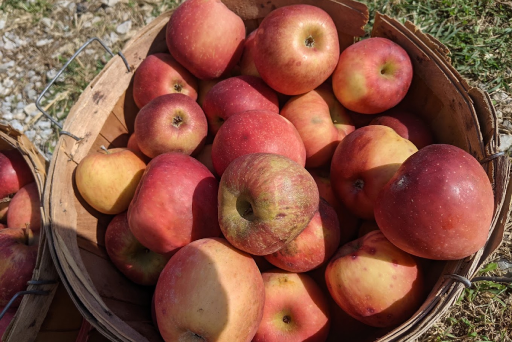 Pick Your Own Apples at These 9 Charming Tennessee Orchards This Fall