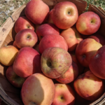 Pick Your Own Apples at These 9 Charming Tennessee Orchards This Fall
