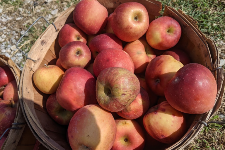 Pick Your Own Apples at These 9 Charming Tennessee Orchards This Fall