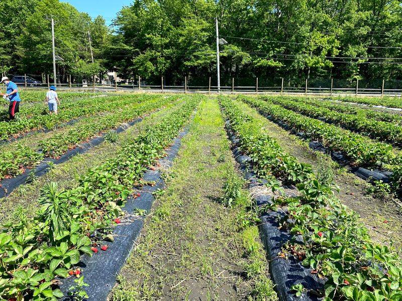 Pick Your Own Crops Turn a Farm Visit Into a Hands-On Adventure