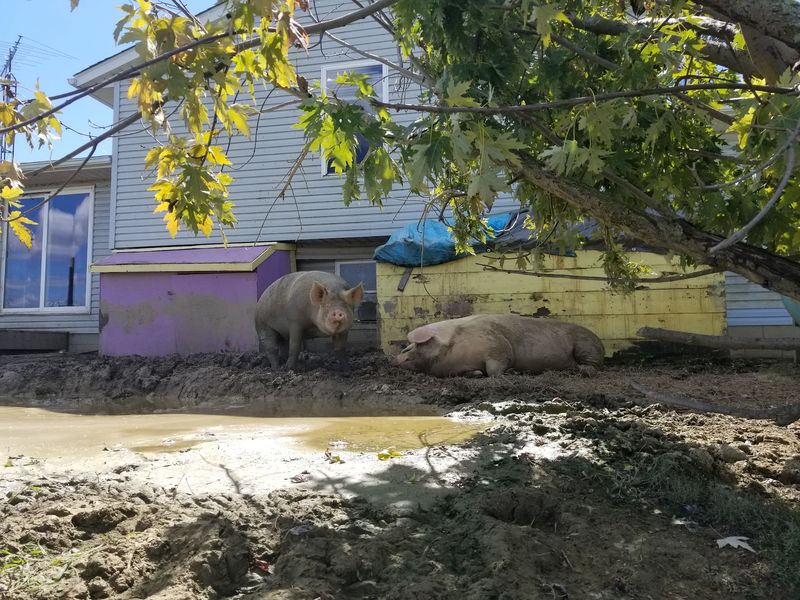 Pigs Bring The Funny Side Of The Farm Pigs Bring The Funny Side Of The Farm