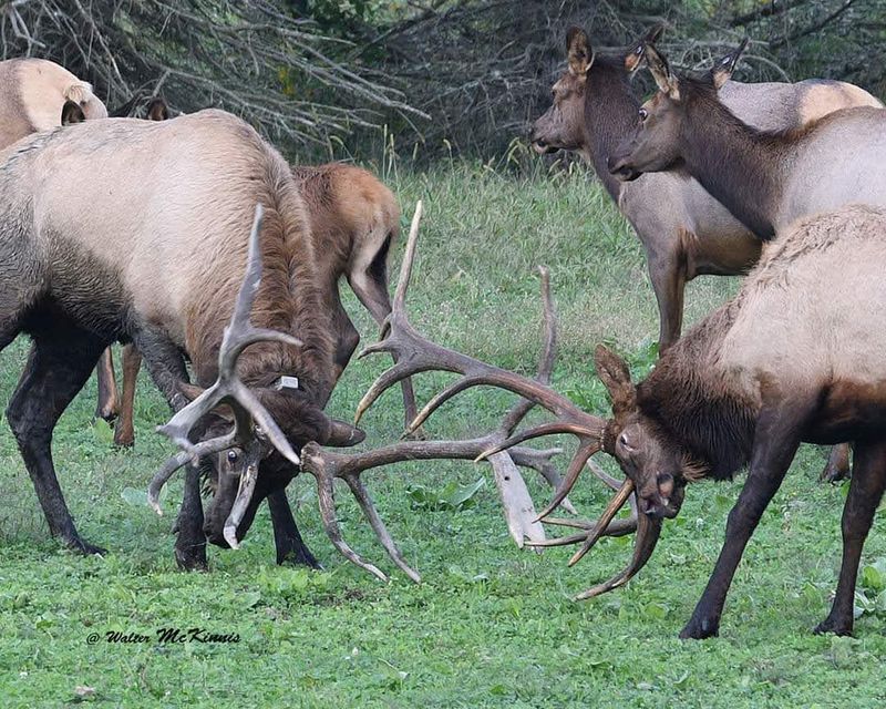 Plan around the September rut Plan around the September rut