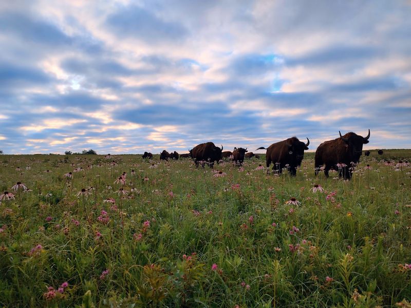 Prairie State Park (Mindenmines)