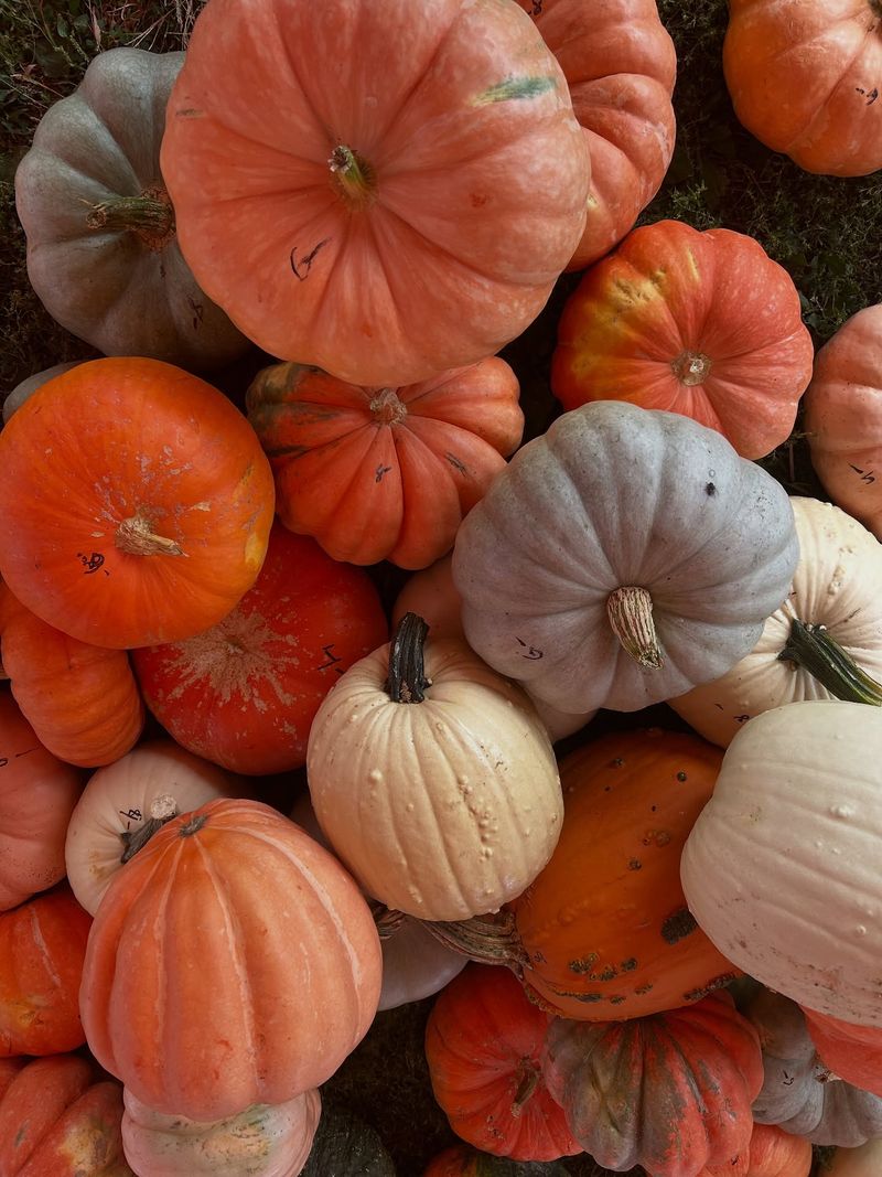 Pumpkins And Gourds Add Extra Autumn Fun Pumpkins And Gourds Add Extra Autumn Fun