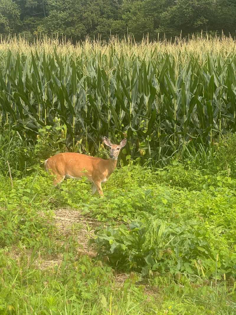 Southern Indiana Wildlife From The Driver's Seat