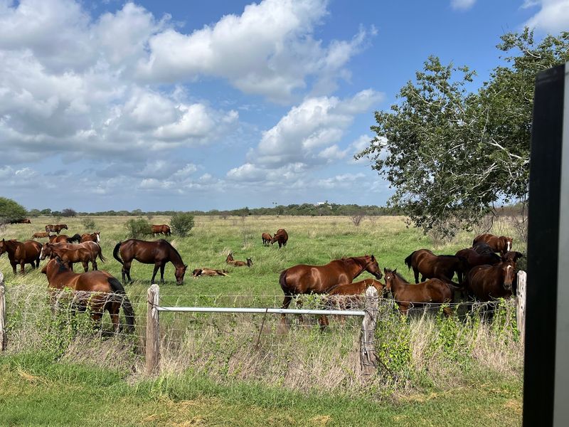 Quarter Horse Breeding Legacy That Changed Equine History